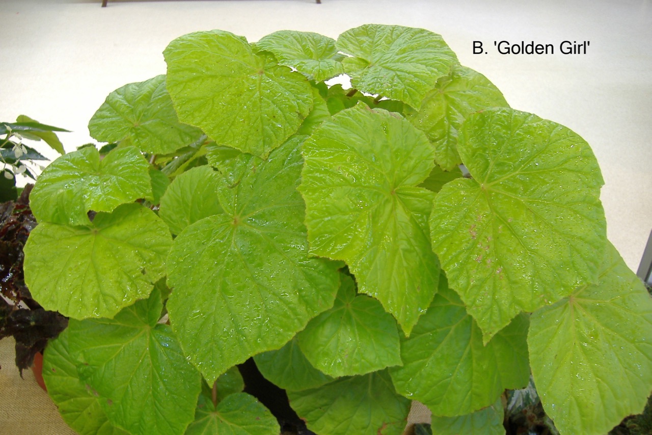 B. ‘Golden Girl’